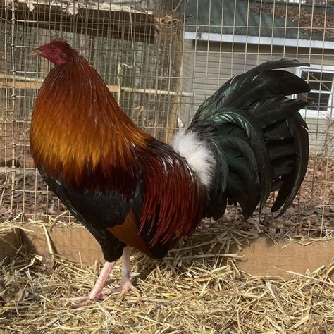 00 510. . Best kelso gamefowl in usa for sale